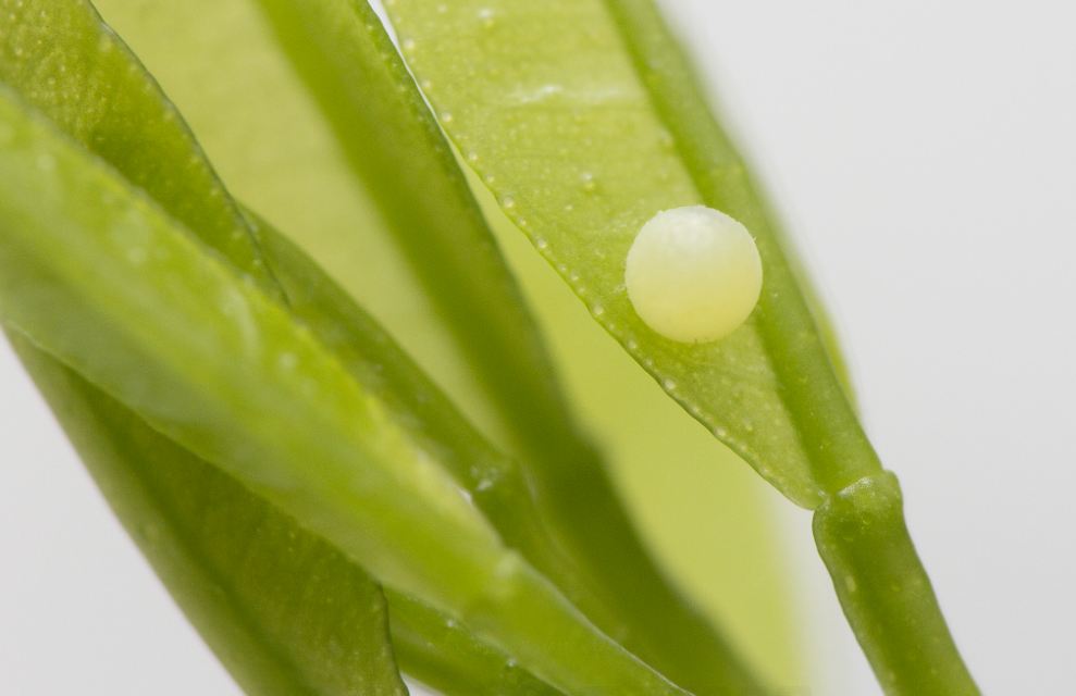 taxo4254 Papilio demoleus